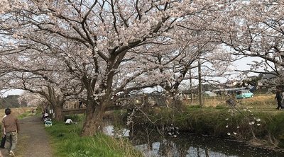 🌸 이마이 벚나무(이마이노사쿠라) 이미지 2